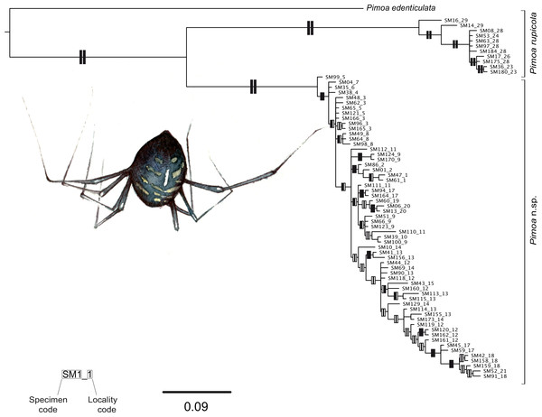 Phylogenetic tree of Pimoa.