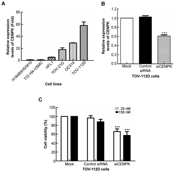 Centrosome protein K (CENPK)-specific siRNA inhibits cell proliferation of ovarian cancer cells.
