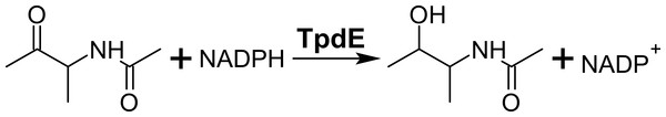 Reduction of N-(butan-3-one-2-yl)acetamide into N-(3-hydroxybutan-2-yl)acetamide by TpdE.