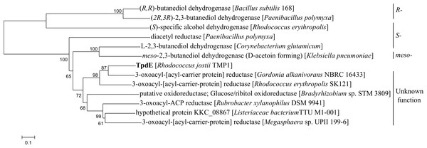 Phylogenetic analysis of amino acid sequence of TpdE from Rhodococcus jostii TMP1.