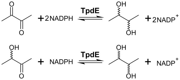 Diacetyl conversion to 2,3-butanediol catalyzed by TpdE.