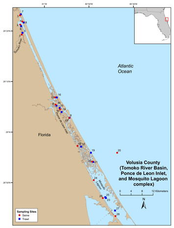 Age, growth, and recruitment patterns of juvenile ladyfish (Elops sp ...