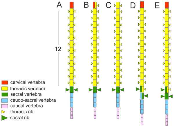 Schematic presentation of the vertebral column in Triturus newts and homeotic transformations scored.