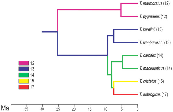 Calibrated phylogeny for the genus Triturus with the modal number of vertebrae indicated by colour code.
