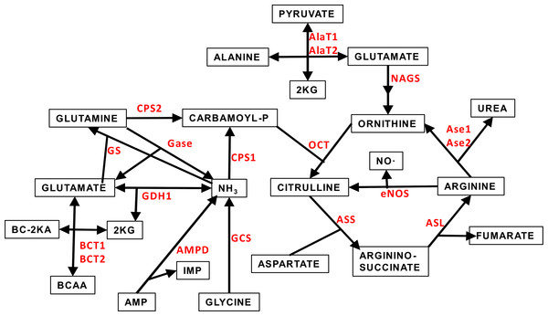 Scheme of the core of amino acid metabolism in WAT: urea cycle and ammonium handling.