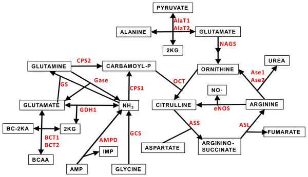 Effects Of Sex And Site On Amino Acid Metabolism Enzyme Gene Expression