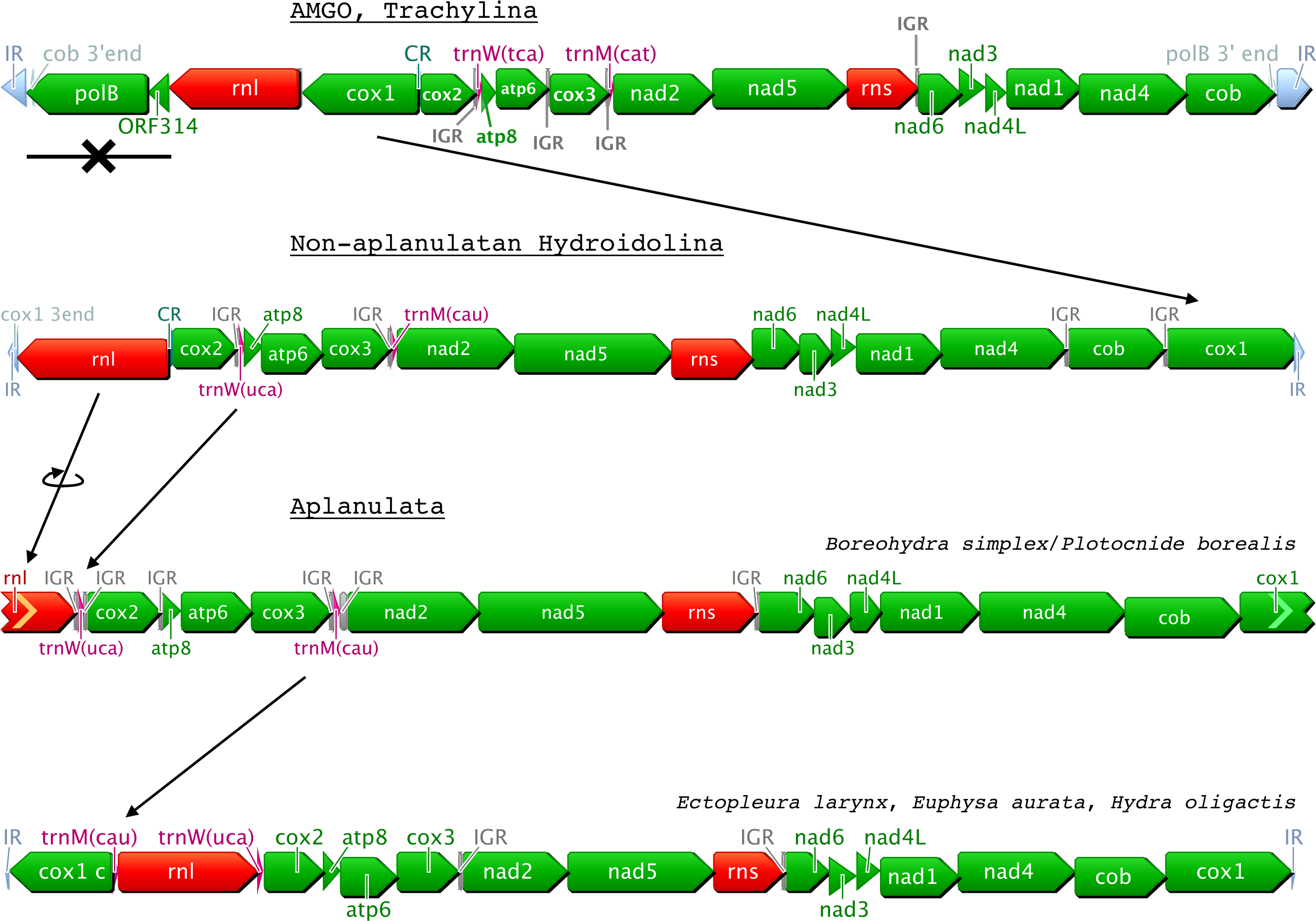 analysis of higherlevel relationships within Hydroidolina