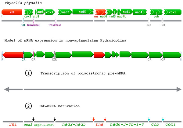 Mitochondrial gene expression in non-aplanulatan Hydroidolina.