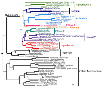 Phylogenetic analysis of higher-level relationships within Hydroidolina ...