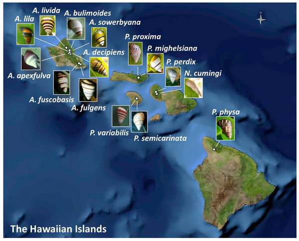 Collection sites for fifteen species of Hawaiian tree snails with populations in the captive-rearing facility at the University of Hawaiʻi at Mānoa.
