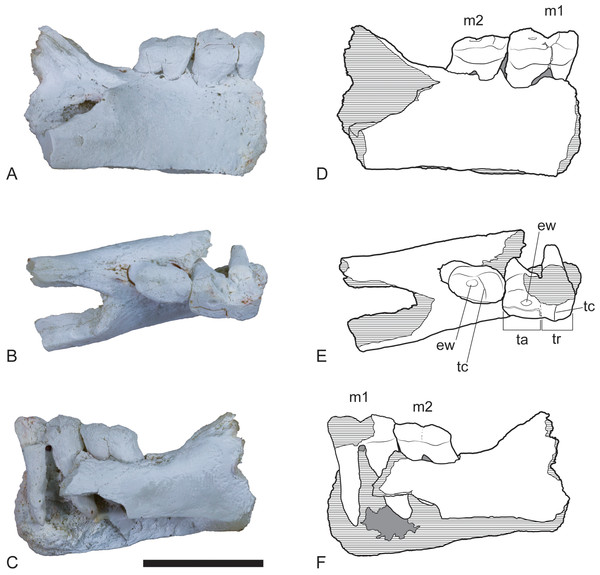 Wakaleo alcootaensis, right dentary fragment (cast of UCMP 65621).