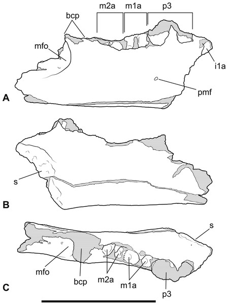 Wakaleo alcootaensis, incomplete right dentary, NTM P4325.