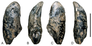 New craniodental remains of Wakaleo alcootaensis (Diprotodontia ...