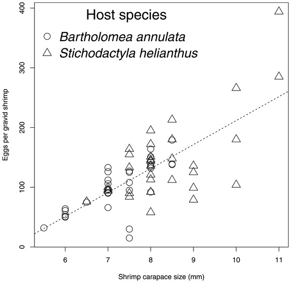 Number of eggs per gravid individual of Periclimenes yucatanicus plotted against shrimp body size.