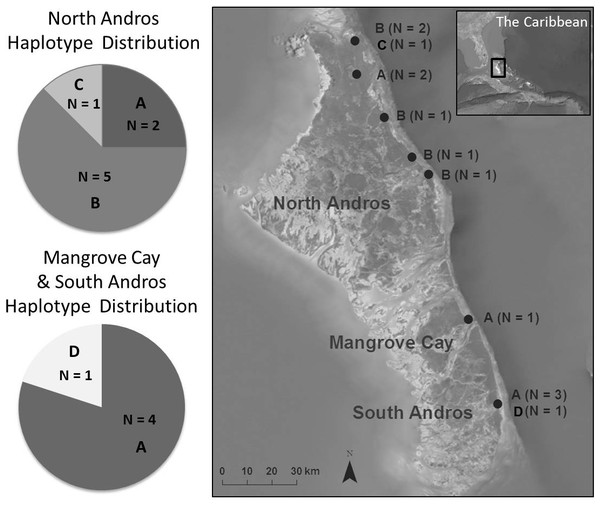 Bahama Oriole haplotype distribution among sampled localities on Andros, The Bahamas.