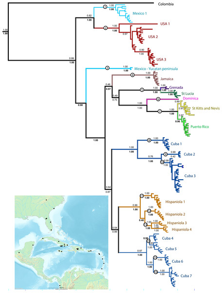 Phylogenetic tree.