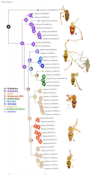 Biogeographical analysis.