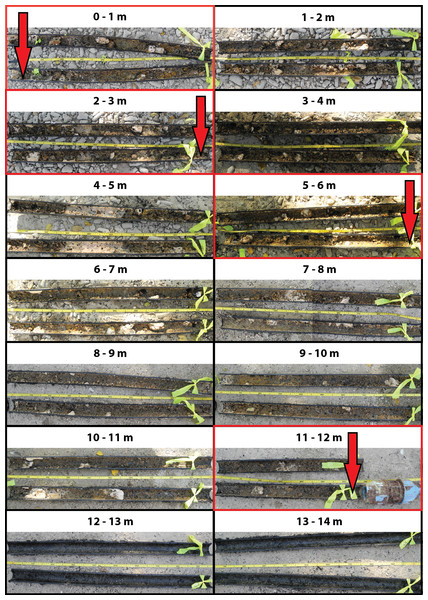 Biofouling communities within the old inlet pipe.