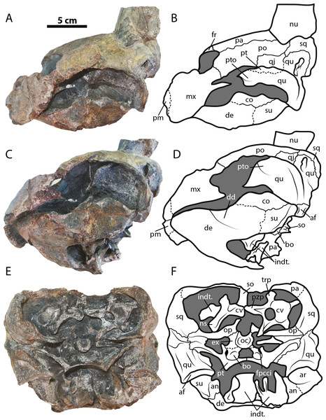 Leyvachelys cipadi FCG-CBP-71 skull and lower jaw.