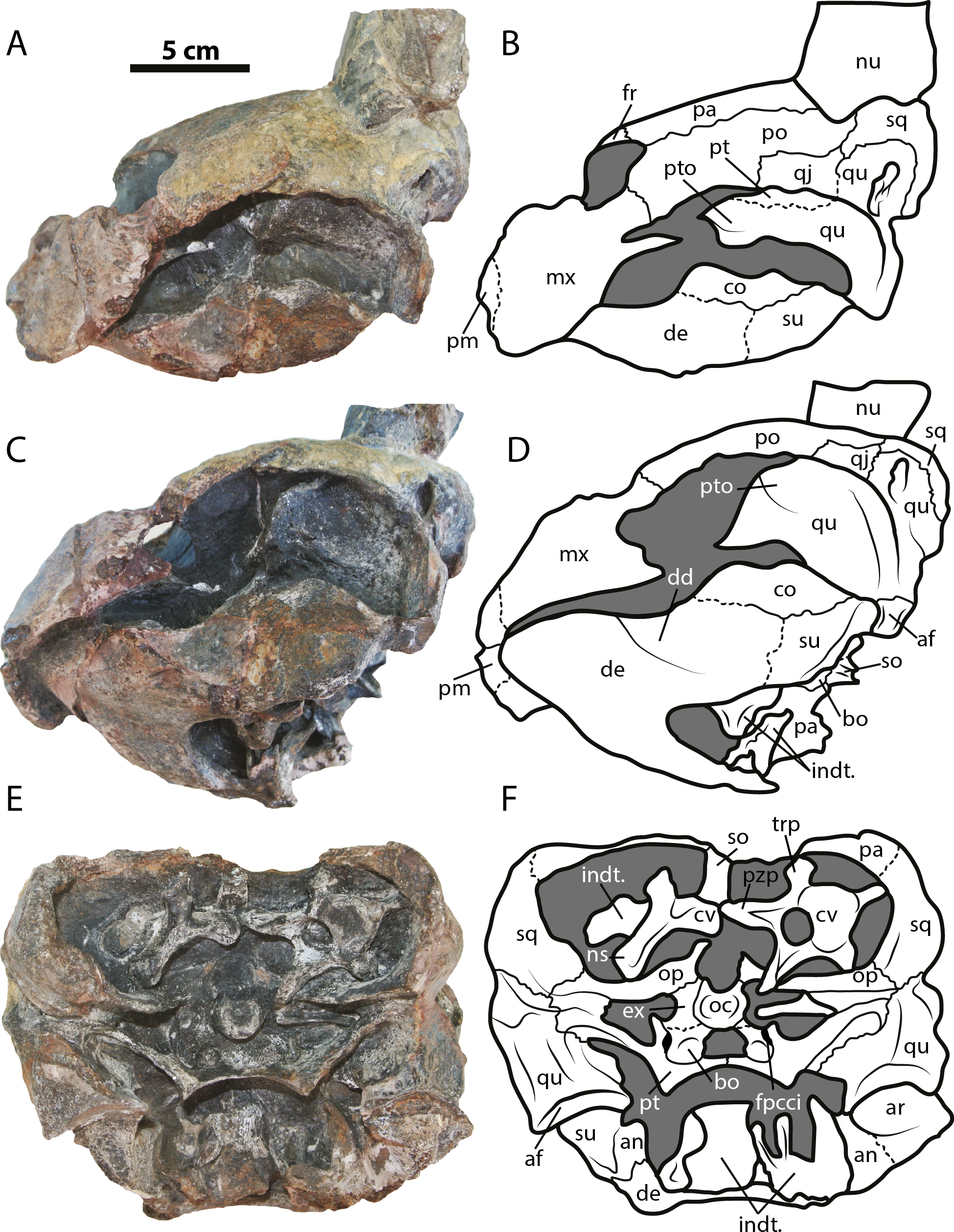 The first South American sandownid turtle from the Lower Cretaceous of ...