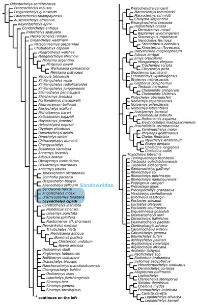 Global Testudines phylogenetic tree.