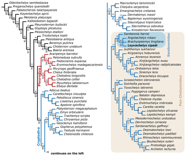 Filtered phylogenetic tree of Testudines.