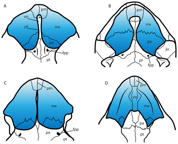 Secondary palate configuration for four different groups of turtles.