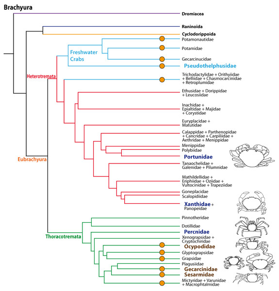 Simplified phylogenetic relationships among Brachyura after Tsang et al. (2014).