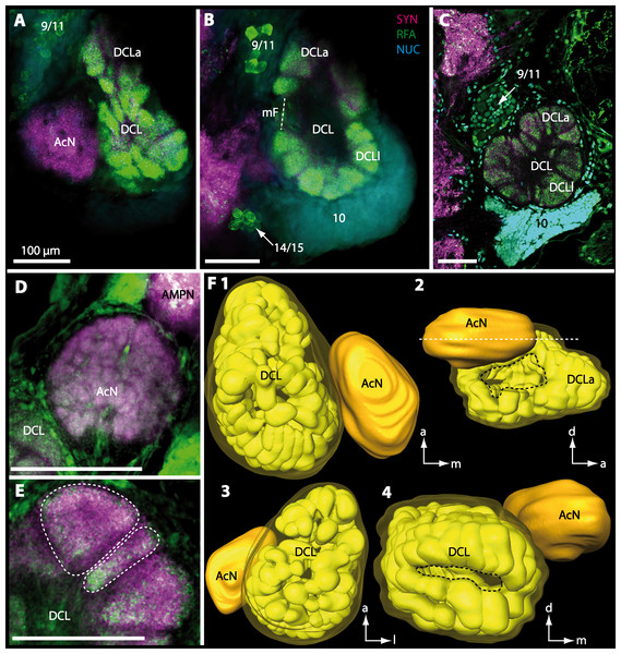Optical horizontal sections and 3D-reconstruction of deutrocerebral chemosensory lobe (DCL) in Geosesarma tiomanicum.