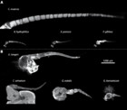 Comparative analyses of olfactory systems in terrestrial crabs ...