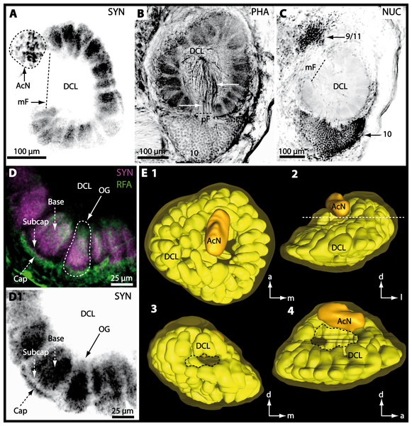 Optical horizontal sections and 3D-reconstruction of deutrocerebral chemosensory lobe (DCL) in Cardisoma armatum.