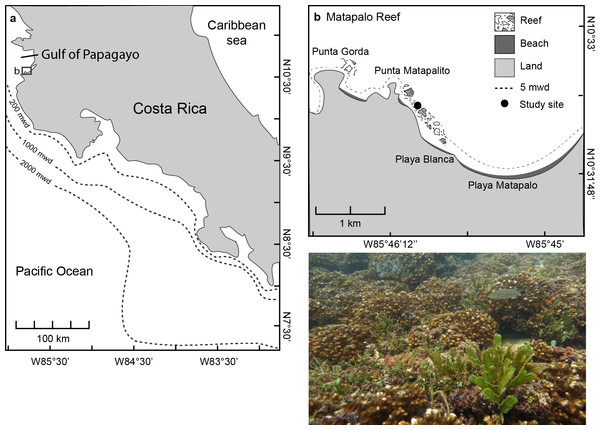 Location of the Gulf of Papagayo (A) and Matapalo reef (B).