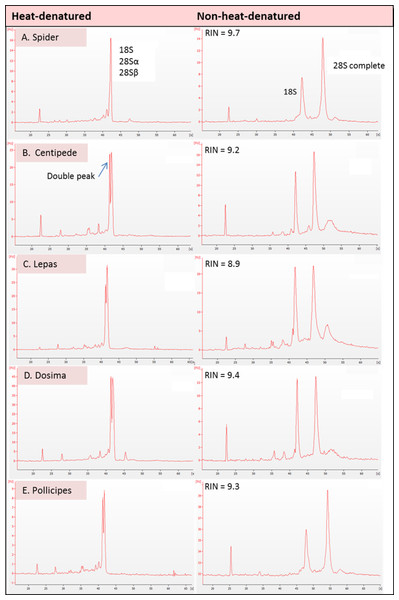 Electropherogram traces for 100–200 ng of total RNA applied to an RNA Nano Chip were generated on the Agilent 2100 Bioanalyser.