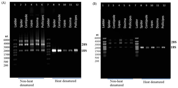 rRNA migration patterns on denaturing gel.