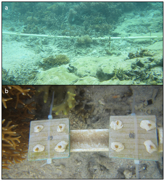 Seriatopora hystrix fragments on tiles on PVC array.