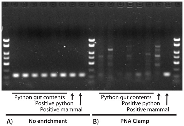 Visualization of PCR results for a 130-bp region of COX1 with (A) no enrichment and (B) a PNA clamp to prevent amplification of python DNA.