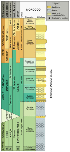 Chronostratigraphical chart for the Ordovician, indicating the levels that provided the studied specimen.