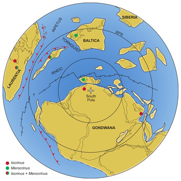 Palaeogeographic implications of a new iocrinid crinoid (Disparida ...