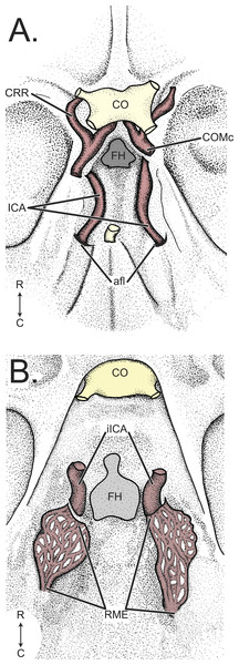 Comparison of Tragulus and Capra arteries of the cranial base, internal surface.