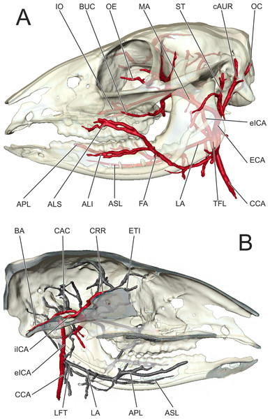 Cranial arteries of Moschiola memmina.