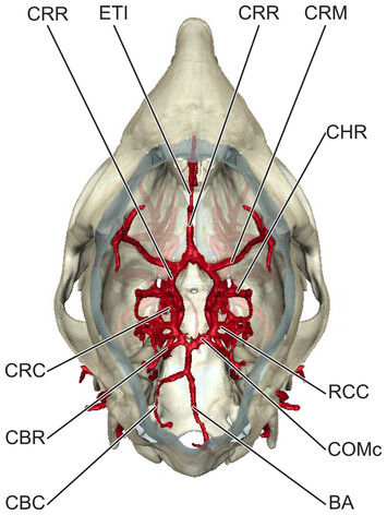 Cranial arterial pattern of the Sri Lankan spotted chevrotain ...