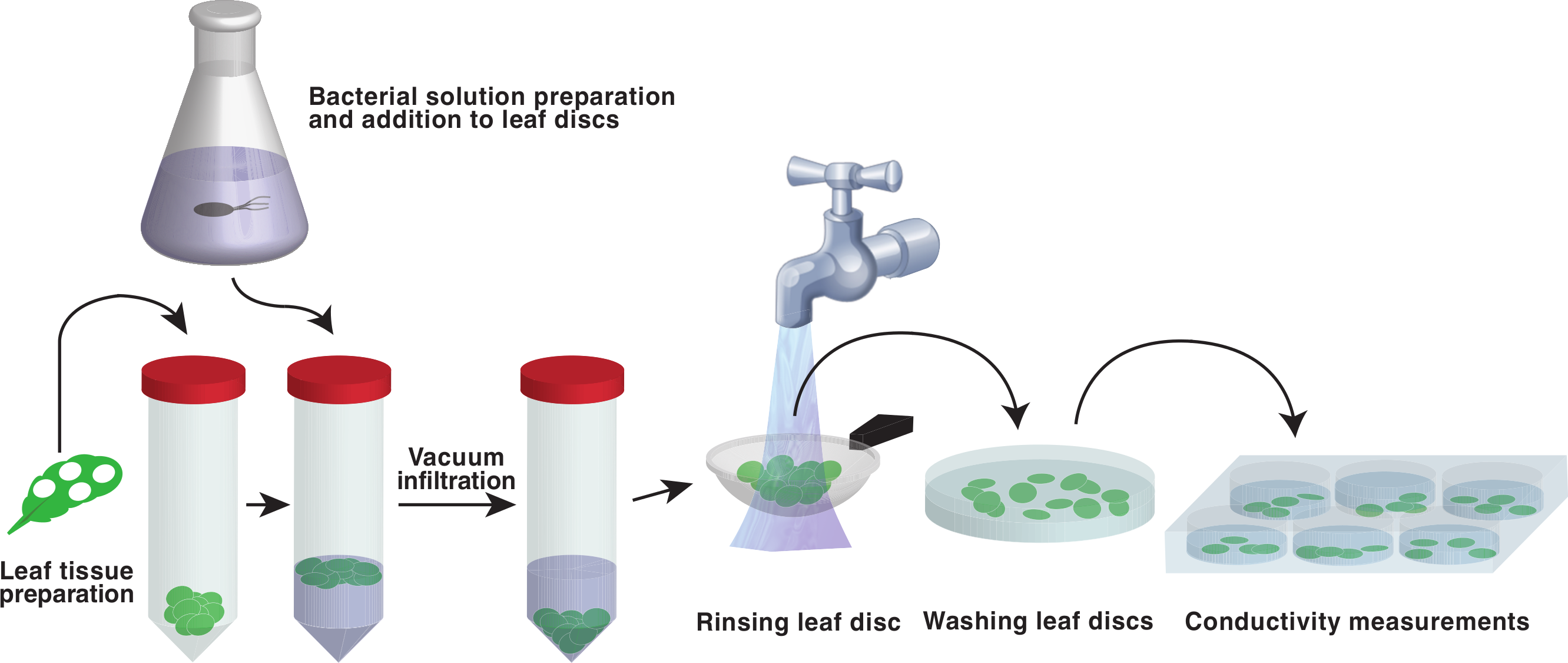 Photosynthesis experiment lab report