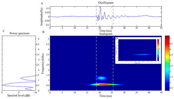 Wavelet analysis results of the feeding click produced by Doryichthys martensii.
