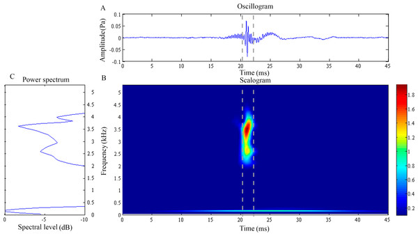 Wavelet analysis results of the feeding click produced by Doryichthys deokhathoides.