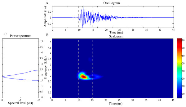 Wavelet analysis results of the feeding click produced by Syngnathoides biaculeatus.