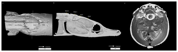 Reconstrcuted tomography image of Doryichthys martensii cranium (dorsal, sagittal and transverse aspect) showing morphology of three bones and ancillary structures.