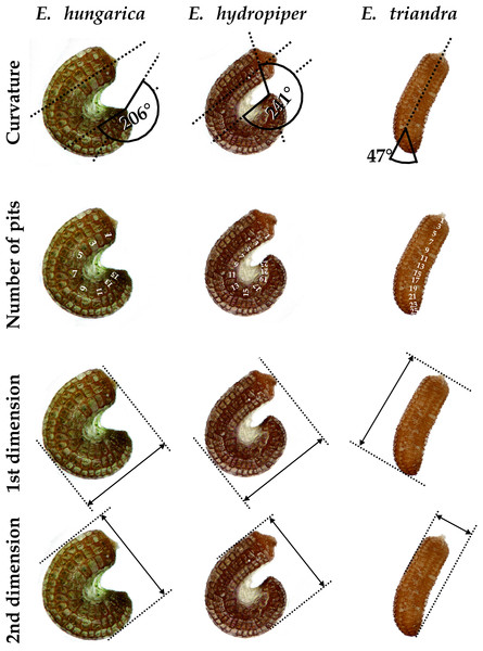 Seed traits measured as examplified by three Elatine species studied.