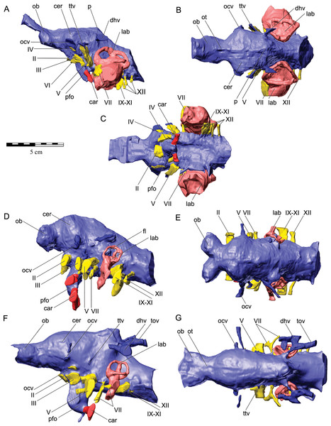 Cranial endocasts with endosseous labyrinths of the inner ear of (A–C) Kunbarrasaurus ieversi gen. et sp. nov. (QM F18101); (D), (E) Euoplocephalus tutus (AMNH 5405); and (F, G) Stegosaurus stenops (CM 106); in left lateral aspect (A, D, F) dorsal aspect (B, E, G) and ventral aspect (C).