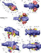 Cranial Osteology Of The Ankylosaurian Dinosaur Formerly Known As Minmi 