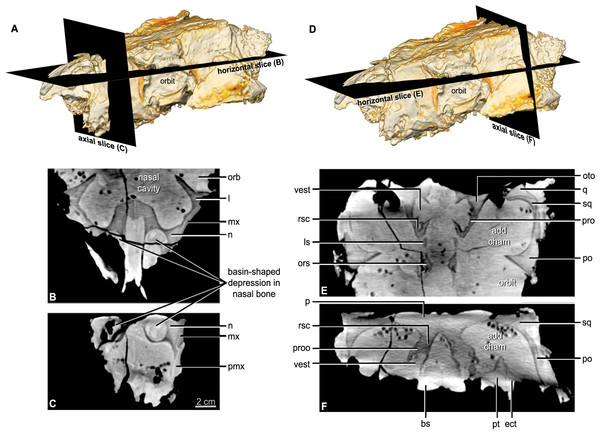 CT scan slices through the nasal cavity A, B, C, and braincase D, E, F regions of Kunbarrasaurus ieversi gen. et sp. nov. (formerly Minmi sp.) (QM F18101).